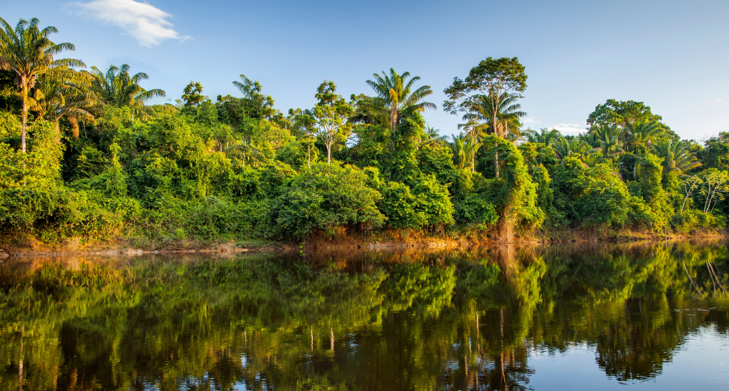 Suriname forest river